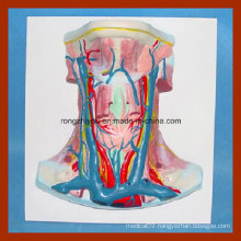 Vivid Human Anatomy Neck Vessel Demonstration Model